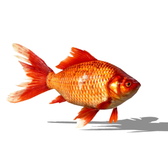 精品动物模型 (102)金鱼